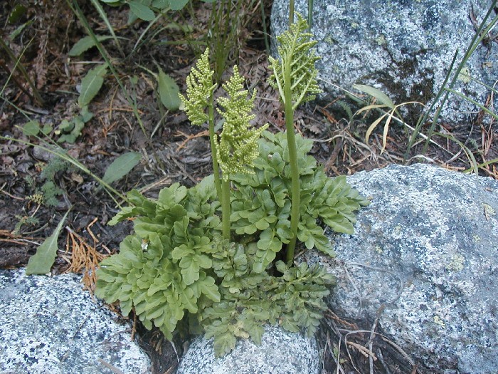 <p>Leather grape fern</p>
