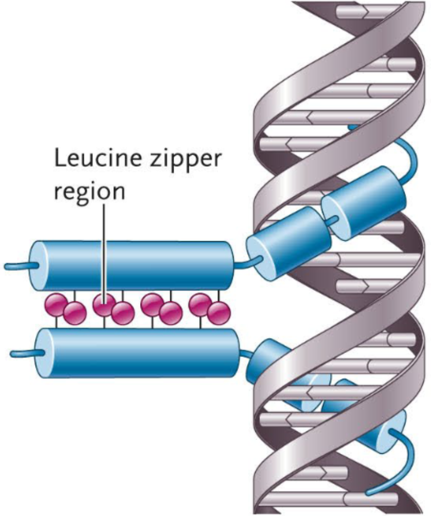 <p>A motif that has α-helices that bind to the major grooves in DNA and a dimer: a complex formed from two α-helices (one from each monomer) that zip together via hydrophobic interactions.</p>