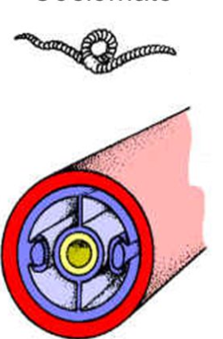 <p>Body cavity completely lined with mesoderm</p>