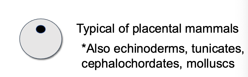 <p>very little yolk, evenly distributed through egg</p>