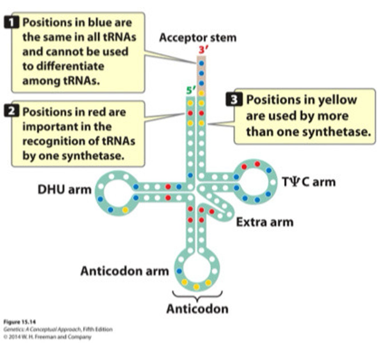 <p>Transfer RNA- carries amino acids to ribosomes; each molecule is specific for a different amino acid</p><p>- molecule that translates between nucleotide codons and amino acids</p><p>One end has an anticodon that contains the complement of that molecule's mRNA codon</p>