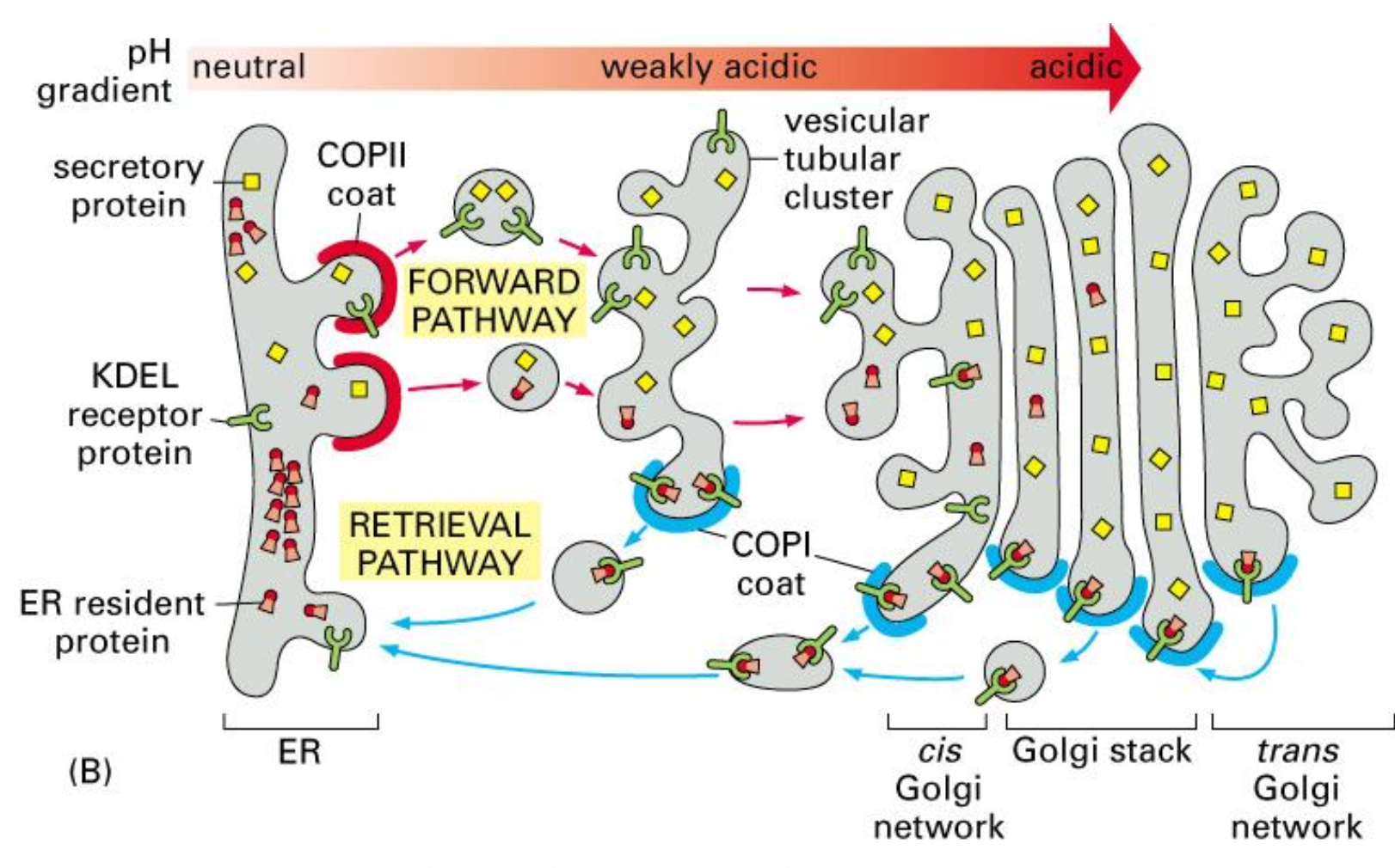 <ul><li><p>ER proteins sometimes leave the ER by mistake in&nbsp;<strong>COPII vesicles</strong>.</p></li><li><p>In the&nbsp;<strong>Golgi</strong>, the more acidic pH allows the&nbsp;<strong>KDEL receptor</strong>&nbsp;to bind these escaped ER-resident proteins.</p></li><li><p>They are then packaged into&nbsp;<strong>COPI vesicles</strong>&nbsp;and transported&nbsp;<strong>back to the ER</strong>, where the neutral pH causes them to be released.</p></li></ul><p></p>