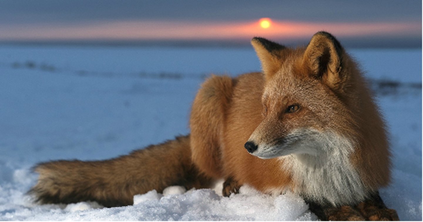 <p>A: Constant temp (maintains enzyme activity)</p><p>A: Can live in colder environments</p><p>D: Lots of energy used to maintain body temp</p><p>D: More food required</p>