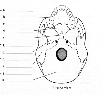 <p>ID → Vomer</p>