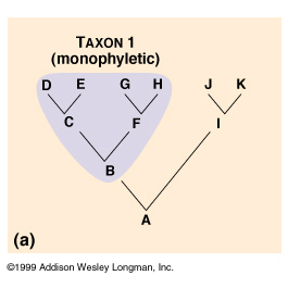 Decribe monophyletic grouping on a cladogram