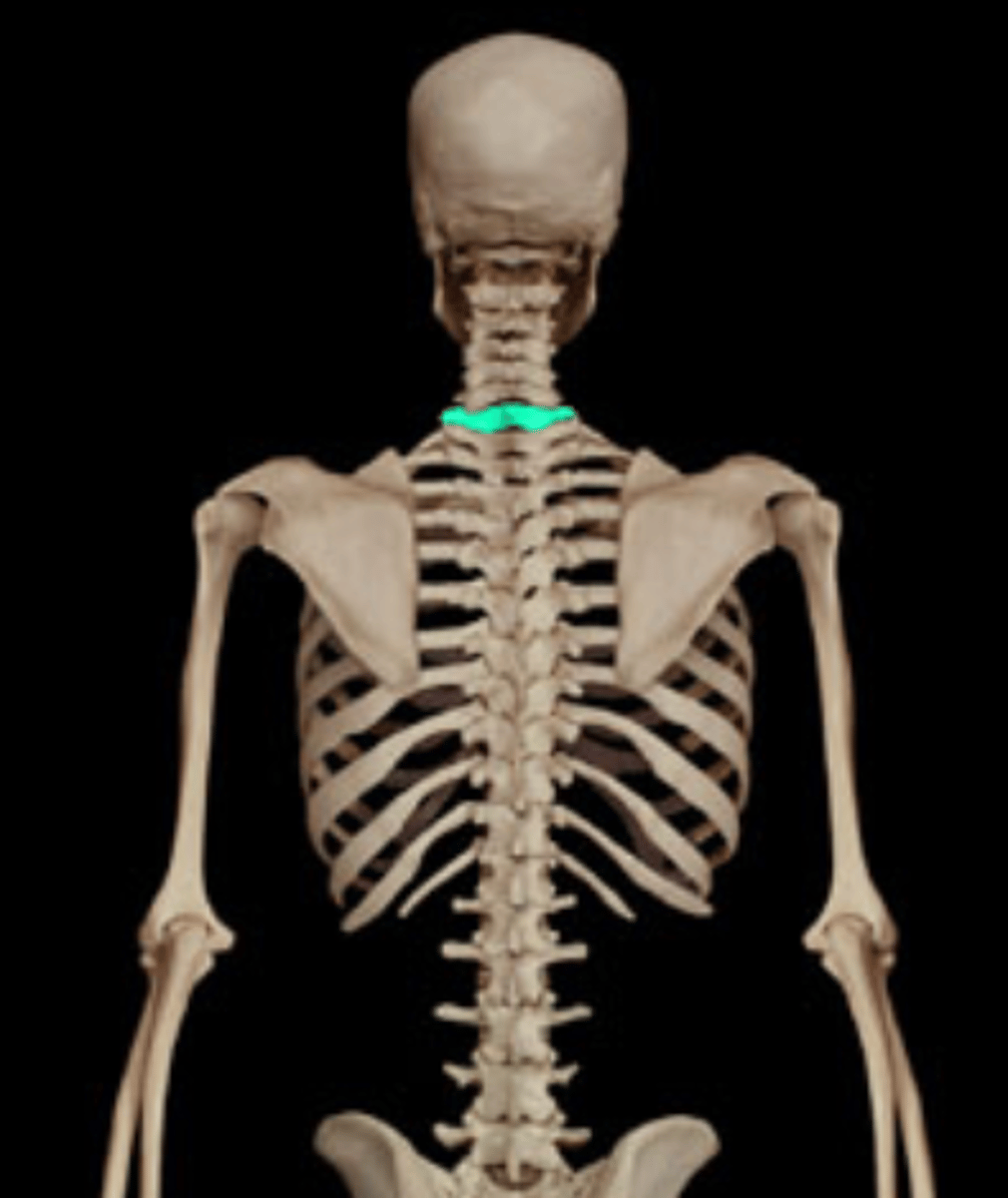 <p>sticks out and can be felt on the back of the neck</p>