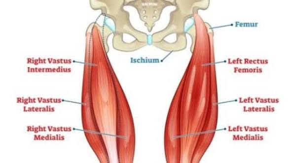 <p>group of 4 muscles on anterior of thigh responsible for activities like walking, running, &amp; jumping:</p><ol><li><p>Rectus Femoris</p></li><li><p>Vastus Lateralis</p></li><li><p>Vastus Medialis</p></li><li><p>Vastus Intermedius (don’t need to know b/c deep muscle)</p></li></ol><p></p>