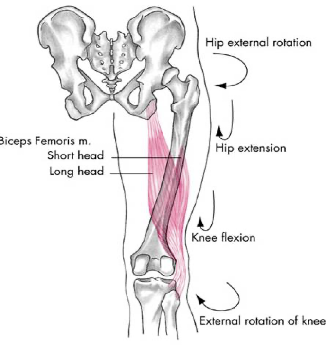 <p>posterior compartment (hamstrings)</p>