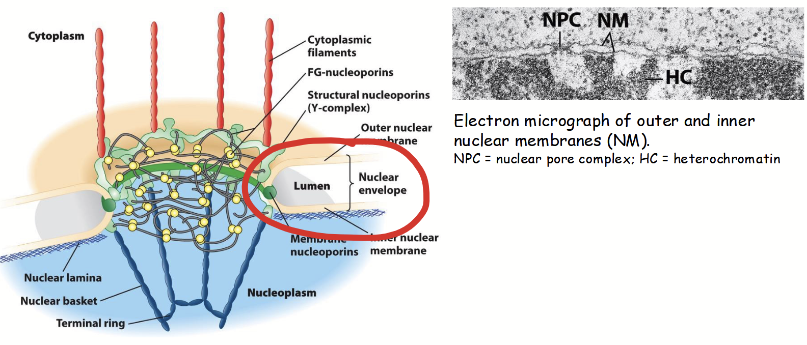 <p>Part of the nuclear envelope.</p><ul><li><p>Inner and outer: two concentric membranes (phospholipid bilayers) arranged in parallel.</p></li><li><p>Inner and outer are separated by <strong>nuclear envelope lumen</strong> (10-50 nm diameter; usually very consistent).</p></li><li><p>Membranes serve as barriers to passage of ions, solutes, and macromolecules between the nucleus and the cytoplasm.</p></li></ul><p></p>