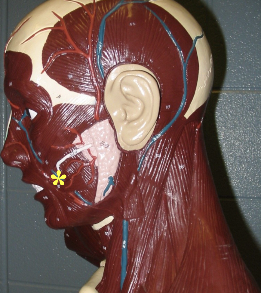 <p>Action: Compresses cheek</p>