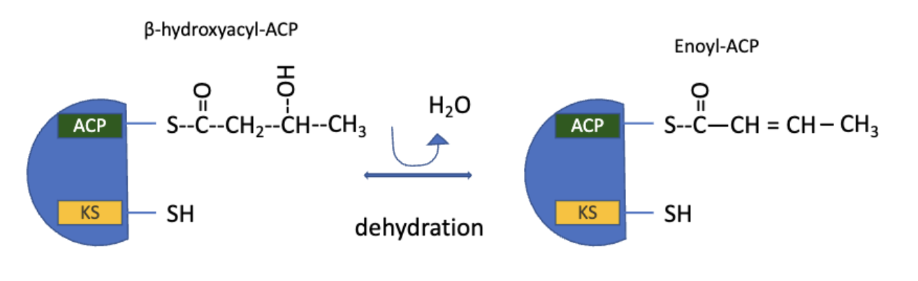 <ul><li><p>the elements of water are removed from C2 and C3 of D-β-hydroxybutyryl-ACP to yield a double bond in<strong> trans-∆<sup>2</sup>-butenoyl-ACP</strong></p></li><li><p>catalyzed by<strong> β-hydroxyacyl-ACP dehydratase&nbsp;</strong></p></li></ul><p></p>