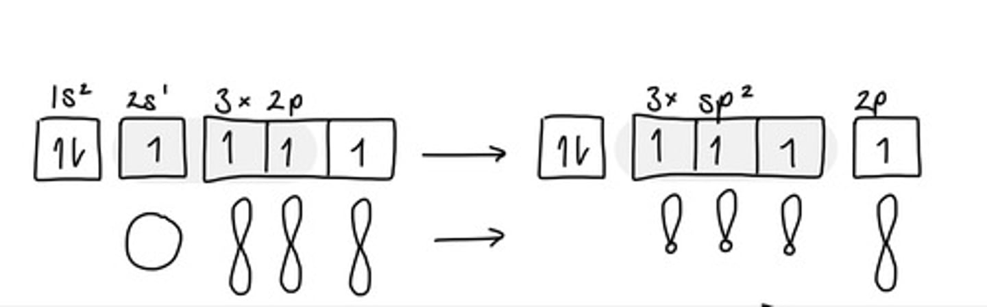 <p>One s-orbital and two p-orbitals combine to form three new sp² orbitals</p><p>All three are equivalent</p><p>Remaining p-orbital is unchanged</p>