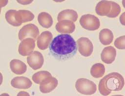 <p>what cell is this?</p>