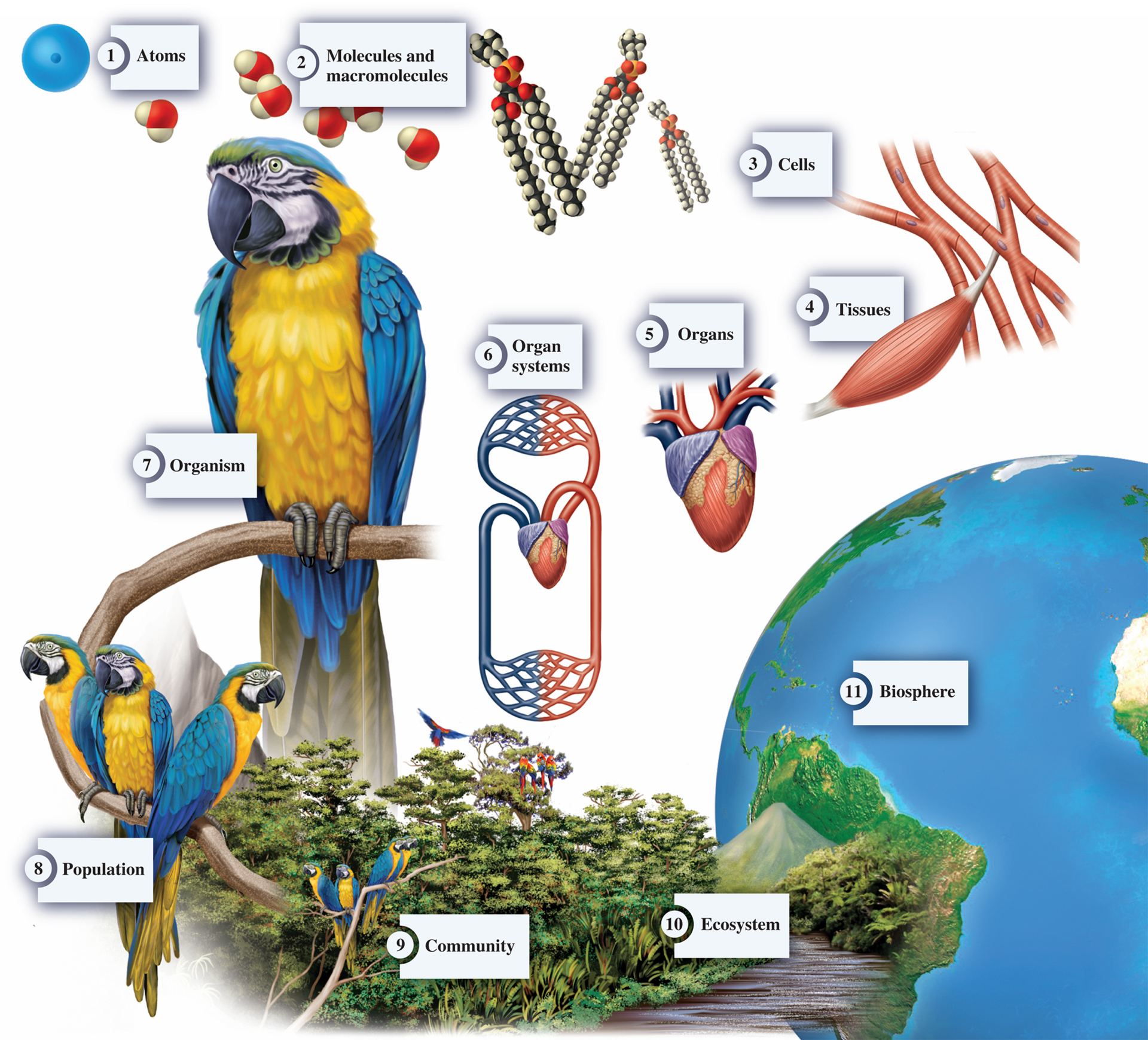 <ol><li><p>Atoms </p></li><li><p>Molecules and Macromolecules </p></li><li><p>Cells</p></li><li><p>Tissues </p></li><li><p>Organs </p></li><li><p>Organ systems </p></li><li><p>Organism </p></li><li><p>Population </p></li><li><p>Community </p></li><li><p>Ecosystem </p></li><li><p>Biosphere </p></li></ol>