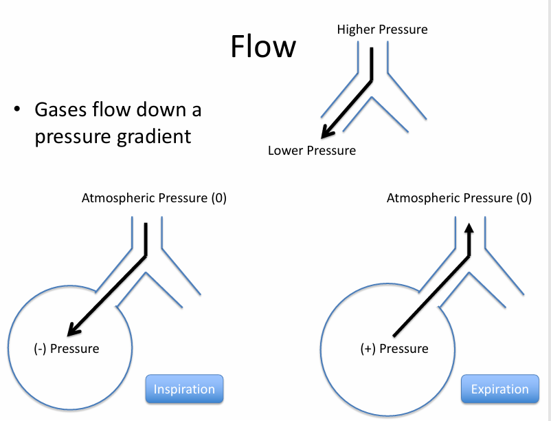 <p>-no flow at pressure equilibrium- normal end inspiration &amp; expiration</p>