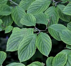 <p>Deciduous tree with green leaves that turn red in fall and showy white or pink bracts in spring. Used ornamentally.</p>
