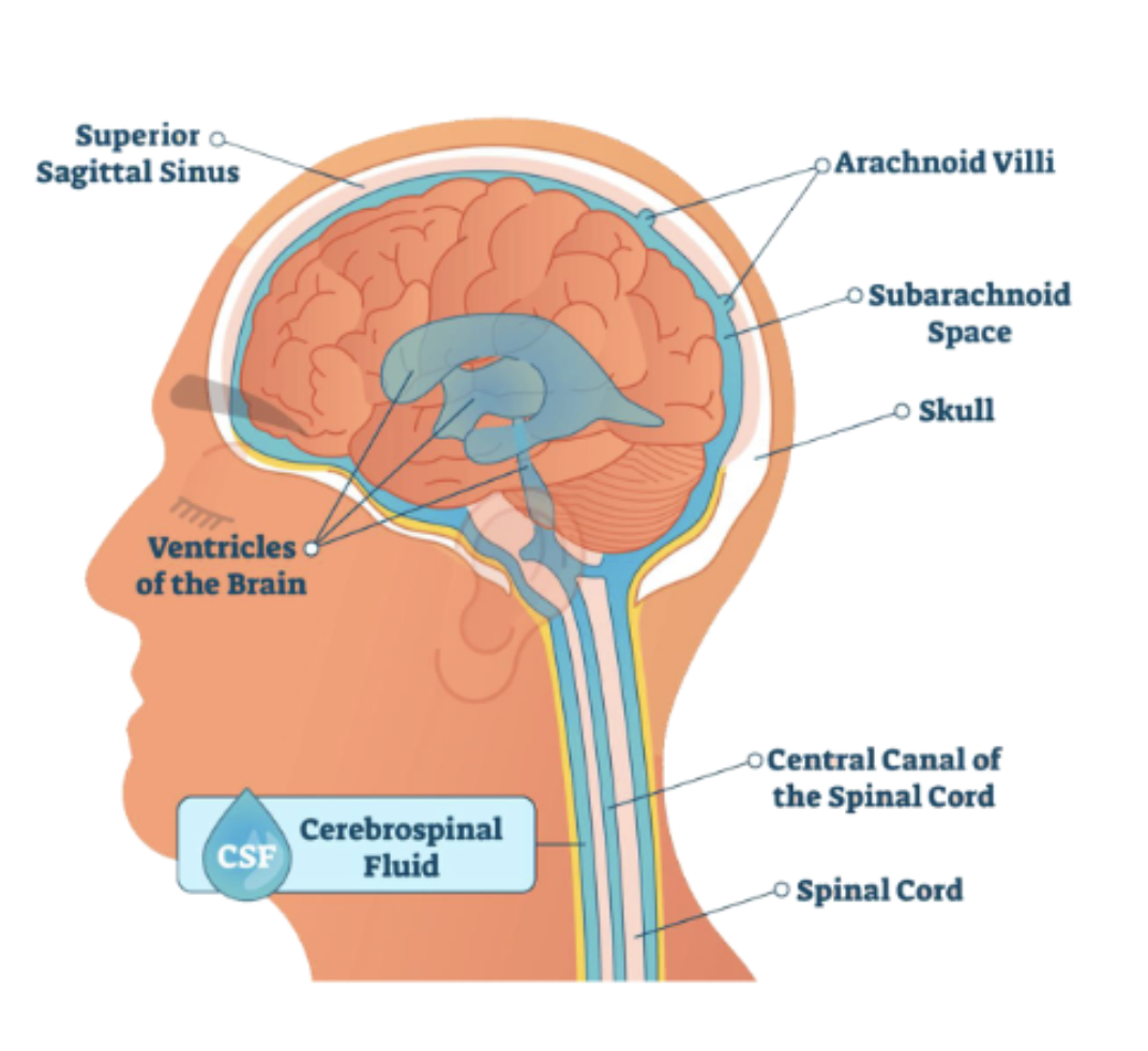 <p>The fluid the brain floats in.</p><p>The area between the arachnoid membrane and the pia mater (<em>the subarachnoid space</em>) is filled with CSF.</p><ul><li><p>protects the brain (reduces shock when hit), cleans the brain.</p></li></ul><p></p>