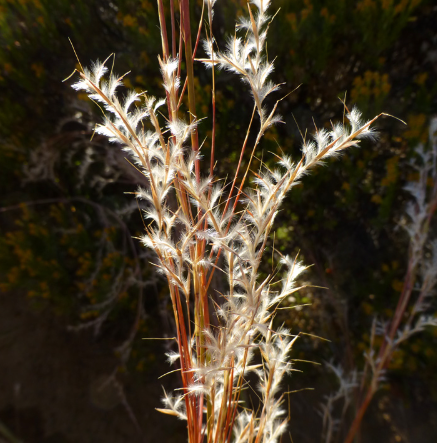 <p>What is the genus of this plant species?</p><p></p>