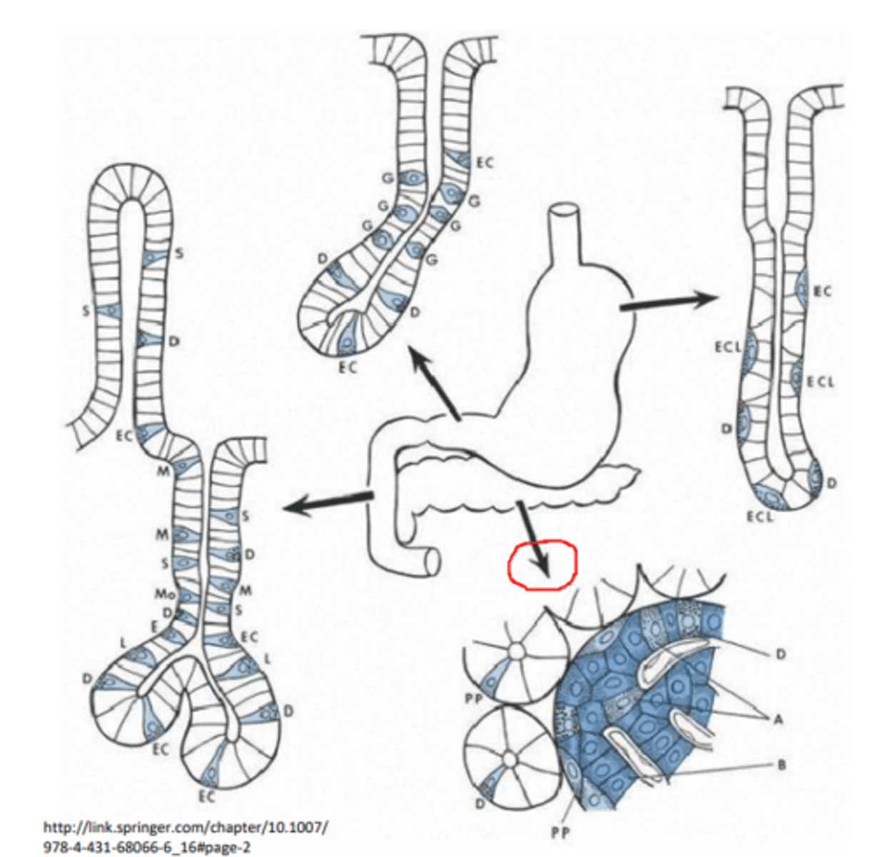 <p>a) gan šūnas, kas atrodas gastrointestinālajā gļotādā (tās uztver infomāciju par uzturvielām gremošanas lūmenā),</p><p>b) gan aizkuņga dziedzera Langerhansa saliņu šūnas (tās uztver informāciju no asinīm )</p>