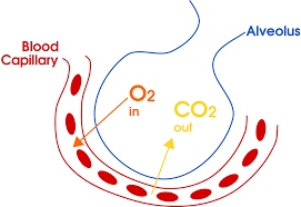 Ventilation (moving air into and out of lungs) maintains a steep concentration gradient of gases in alveoli of the lungs.  New air is continually cycled into and out of the lungs from the atmosphere, ensuring O2 levels stay high in alveoli (and diffuse into the blood) and CO2 levels stay low (and diffuse from the blood).  

Ventilation maintains the concentration gradient required for gas exchange.
