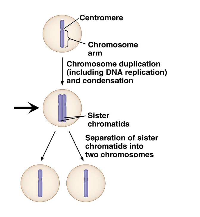 <p>How many duplicated chromosomes are in <span>middle cell (arrow)?</span></p>