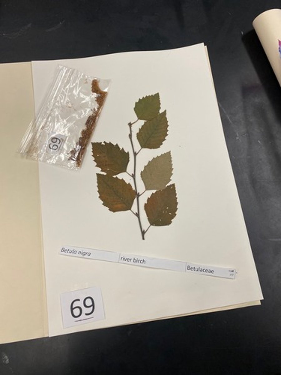 <p>Betula nigra (Betulaceae)</p>