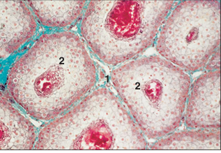 <p>name of histologic slide:</p><p>Specie:</p><p>Parts</p><p>1.__ 2.__ </p><p>Stain used:</p>