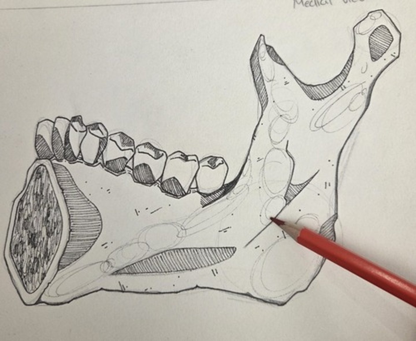 <p>crosses the medial surface of the ramus, running anteroinferiorly from the edge of the mandibular foramen</p>