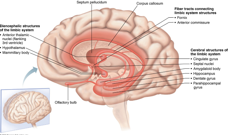 <p>- Loops of cortical tissue surrounding the corpus callous and thalamus</p><p>- Many important facts of a person's personality depend on an intact limbic system</p><p>- Deals with emotions such as fear, anger, love, etc.</p>