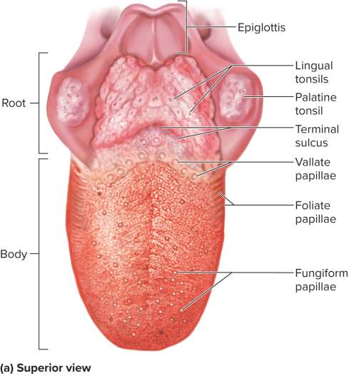 <p>Tongue</p>
