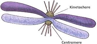 proteins that anchor the chromatids 
- site for spindle fibers to pull sister chromatids apart in anaphase