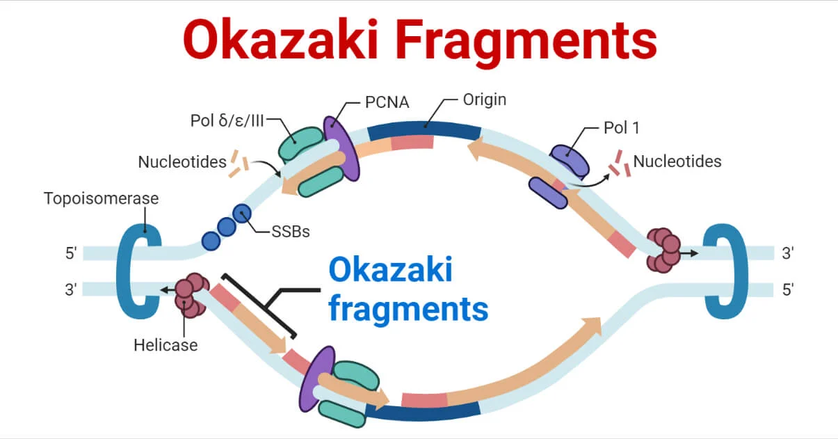<p>Okazaki-fragmenten.</p>