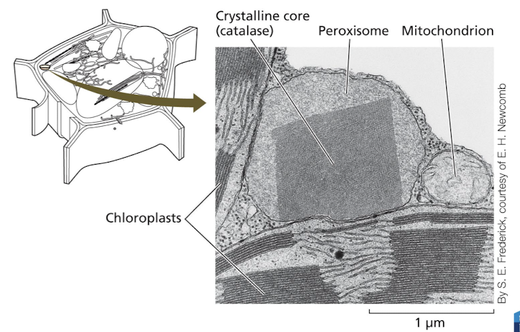<p>Organelles that <strong>detoxify reactive oxygen species using catalase</strong> and are involved in metabolic processes. </p><p><strong>- </strong><span style="font-size: inherit; font-family: inherit"><strong>have a crystalline core</strong></span> (dense collection of enzyme molecules) <strong>+ are membrane bound specialised metabolic compartments</strong></p><p><span style="font-size: inherit; font-family: inherit"><strong>-</strong></span><span style="font-size: inherit; font-family: inherit; color: blue"><strong> break down organic molecules by oxidation producing hydrogen peroxide</strong></span><span style="color: blue"><strong> (H<sub>2</sub>O<sub>2)</sub></strong></span></p><p><strong>-</strong><span style="font-size: inherit; font-family: inherit"><strong>Catalase&nbsp;</strong></span><strong>decomposes H<sub>2</sub>O<sub>2</sub>&nbsp;by converting it to H2O&nbsp;</strong><span style="font-size: inherit; font-family: inherit"><strong>by using it to oxidise another organic compound&nbsp;(peroxidation reaction).</strong></span></p>