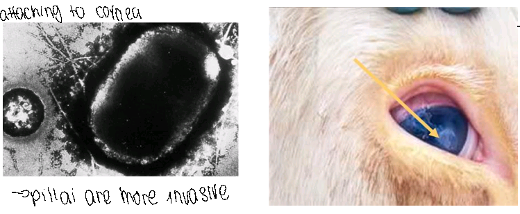 Disease manifestation can give us a clue about the identity of the infectious causative agent