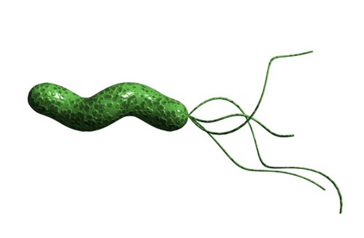 <p>bacterium that was found to be the causative agent of stomach ulcers</p>