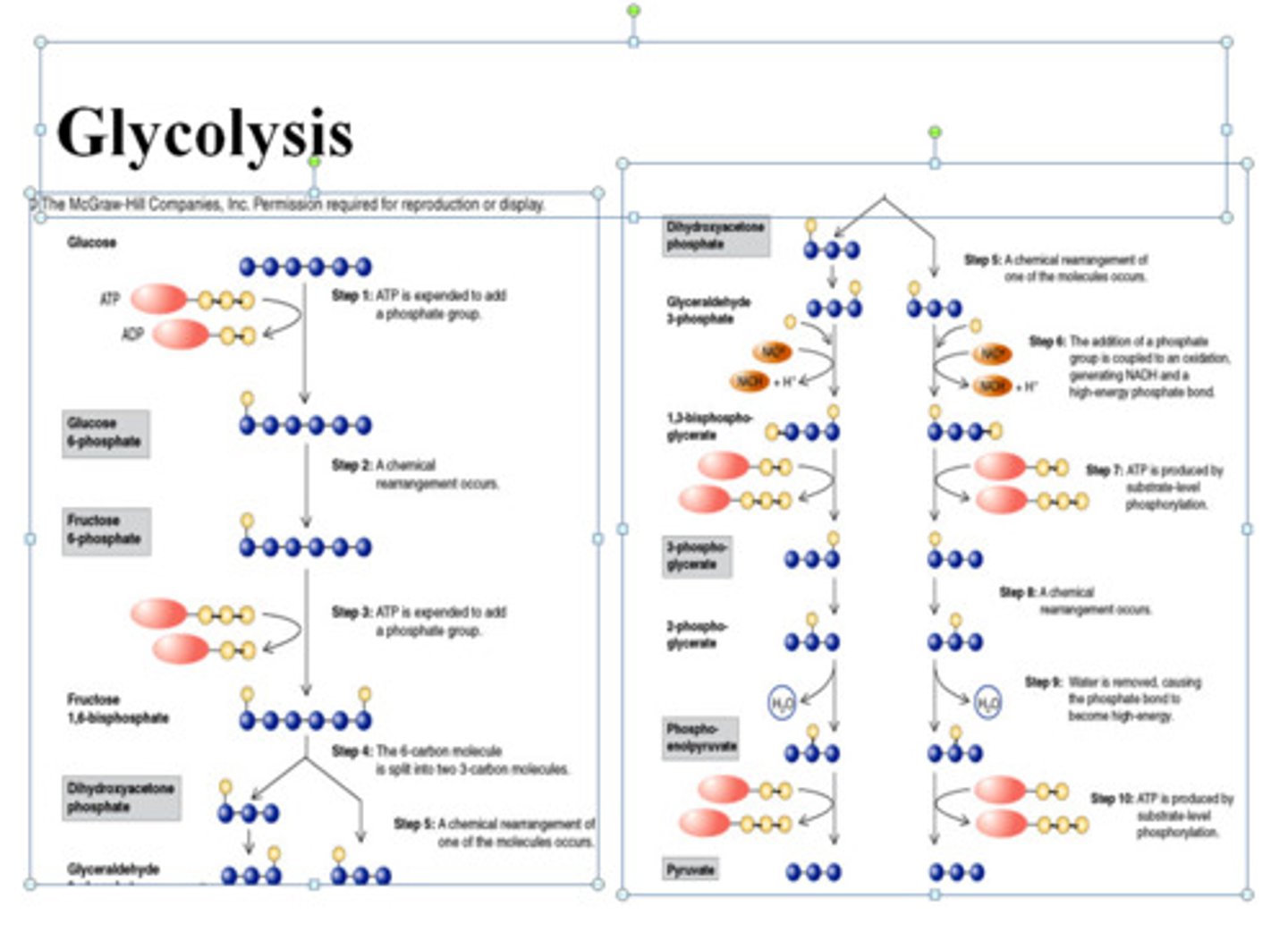 <p>Energy-investing phase of glycolysis (first 5 reactions)</p><p>Glucose is converted to 2 G3P (endergonic reaction)</p><p>2 molecules of ATP are used (exergonic)</p><p>Energy-harvesting phase of glycolysis (last 5 reactions)</p><p>2 G3P are converted to 2 Pyruvate</p><p>(BOTH exergonic / oxidation reactions occur)</p><p>2 NAD+ reduced to 2 NADH (reduction)</p><p>4 ADP converted to 4 ATP via substrate-level phosphorylation (endergonic)</p>