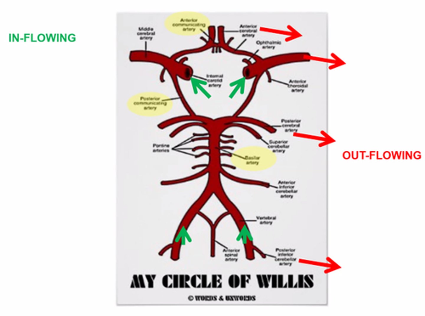 <p>Internal Carotid Artery</p><p>Vertebral Artery</p>