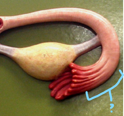 <p>Infundibulum</p>