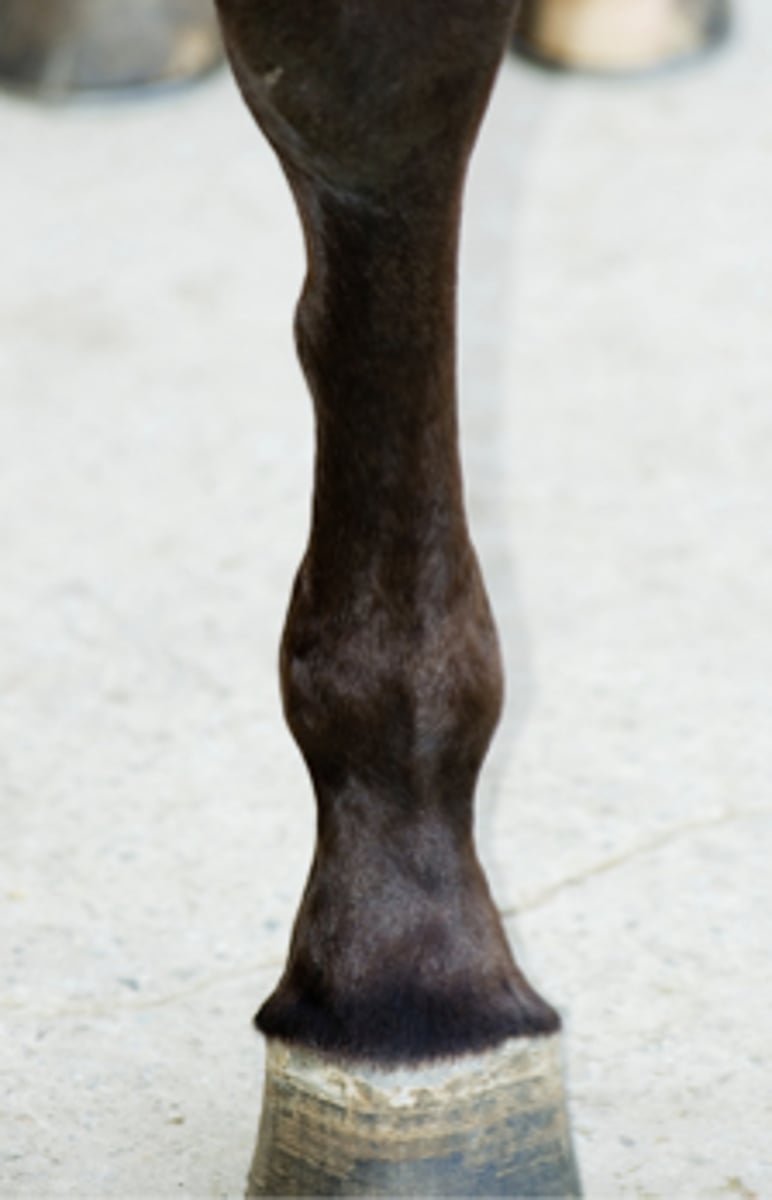 <p>Du tilkaldes til en hest, der er blevet halt på venstre forben. Ved inspektion af benet finder du en benet hævelse. Hvilke blokader vil du anvende til at afgøre, om denne hævelse er årsag til haltheden?</p><p>- Ramusanalgesi og subcarpal analgesi</p><p>- Kodeledsanalgesi og subcarpal analgesi</p><p>- Ramusanalgesi og subcarpal analgesi</p><p>- Lav 4-punkts analgesi (ringblok over koden) og subcarpal analgesi</p>