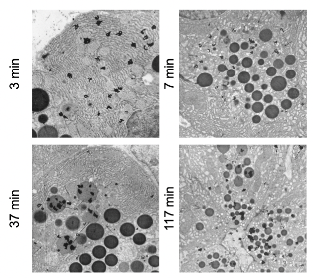 <p>radioactivity moves throughout the cell in a particular pathway.</p><ol><li><p>“pulse” cells with radioactive leucine (leucine-3H) for 3 min</p></li><li><p>wash out radioactive leucine, replace with normal media containing unlabeled leucine</p></li><li><p>“chase” cells for 7, 17, and 117 min</p></li><li><p>fix cells</p></li><li><p>overlay with radiographic emulsion</p></li><li><p>analyze distribution of radioactivity → expose for about 2 weeks…</p></li></ol><p></p>
