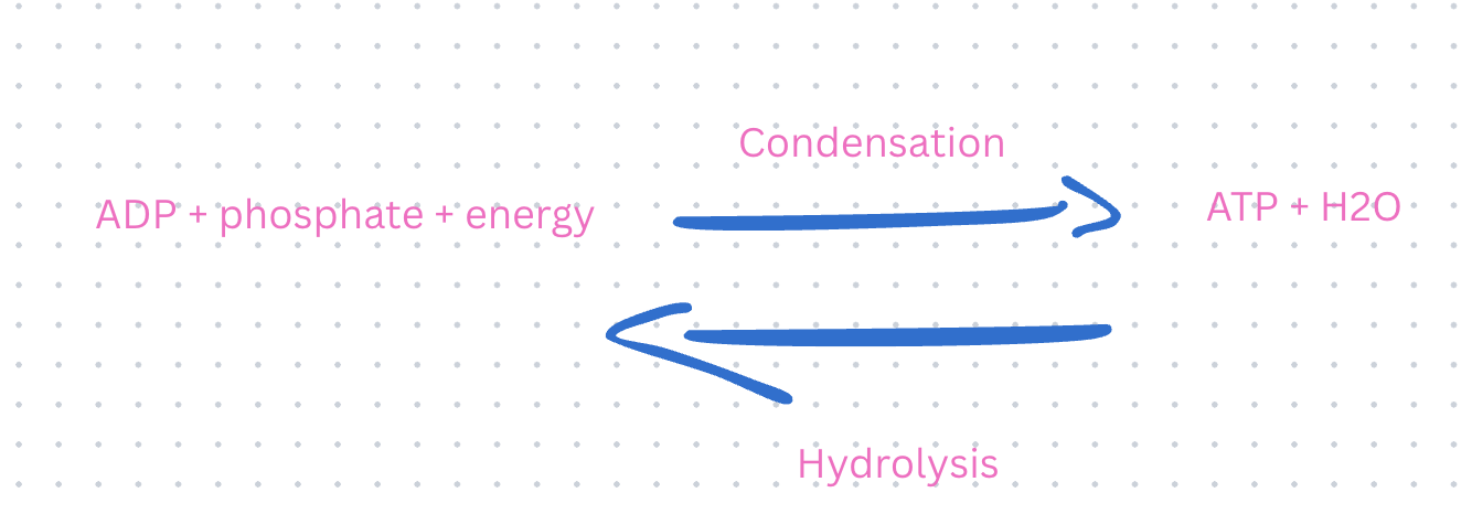 <ul><li><p class="">When a cell <strong>breaks ATP</strong> into <strong>ADP</strong> (adenosine diphosphate) and a <strong>phosphate</strong>, it <strong>releases energy</strong> that the cell can use.</p></li><li><p class="">But to <strong>make ATP again</strong> from ADP and phosphate, the cell needs to <strong>use energy</strong>. It is a phosphorylation reaction.</p></li></ul><p></p>
