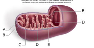 <p><span>Match the letter in the above diagram to the part of the mitochondrion indicated.</span></p><p><span>&nbsp;</span></p><p><span>&nbsp;&nbsp;&nbsp;&nbsp;&nbsp;&nbsp;&nbsp;&nbsp;&nbsp;&nbsp;&nbsp; 1. A</span></p><p><span>&nbsp;&nbsp;&nbsp;&nbsp;&nbsp;&nbsp;&nbsp;&nbsp;&nbsp;&nbsp;&nbsp; 2. B</span></p><p><span>&nbsp;&nbsp;&nbsp;&nbsp;&nbsp;&nbsp;&nbsp;&nbsp;&nbsp;&nbsp;&nbsp; 3. C</span></p><p><span>&nbsp;&nbsp;&nbsp;&nbsp;&nbsp;&nbsp;&nbsp;&nbsp;&nbsp;&nbsp;&nbsp; 4. D</span></p><p><span>&nbsp;&nbsp;&nbsp;&nbsp;&nbsp;&nbsp;&nbsp;&nbsp;&nbsp;    5. E</span></p><p><span>&nbsp;</span></p><p><span>&nbsp;&nbsp;&nbsp;&nbsp;&nbsp;&nbsp;&nbsp;&nbsp;&nbsp;&nbsp;&nbsp; A. Cristae</span></p><p><span>&nbsp;&nbsp;&nbsp;&nbsp;&nbsp;&nbsp;&nbsp;&nbsp;&nbsp;&nbsp;&nbsp; B. Outer Membrane</span></p><p><span>&nbsp;&nbsp;&nbsp;&nbsp;&nbsp;&nbsp;&nbsp;&nbsp;&nbsp;&nbsp;&nbsp; C. Inner Membrane</span></p><p><span>&nbsp;&nbsp;&nbsp;&nbsp;&nbsp;&nbsp;&nbsp;&nbsp;&nbsp;&nbsp;&nbsp; D. Matrix</span></p><p><span>&nbsp;&nbsp;&nbsp;&nbsp;&nbsp;&nbsp;&nbsp;&nbsp;&nbsp;&nbsp;&nbsp; E. Intermembrane&nbsp;Space</span></p>