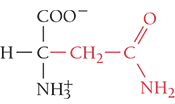 <p>Asn, N</p><ul><li><p>polar- uncharged</p></li><li><p>hydrogen bonding</p></li></ul><p></p>
