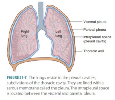 <ul><li><p>In continuity with the parietal pleura at the hilum of each lung — where structures enter &amp; leave the organ</p></li><li><p>Firmly attached to the lung surface, including both opposed surfaces of the fissures dividing the lungs into lobes</p></li><li><p>Although innervated by visceral afferent nerves that accompany bronchial vessels, pain is generally not elicited from this tissue</p></li></ul>