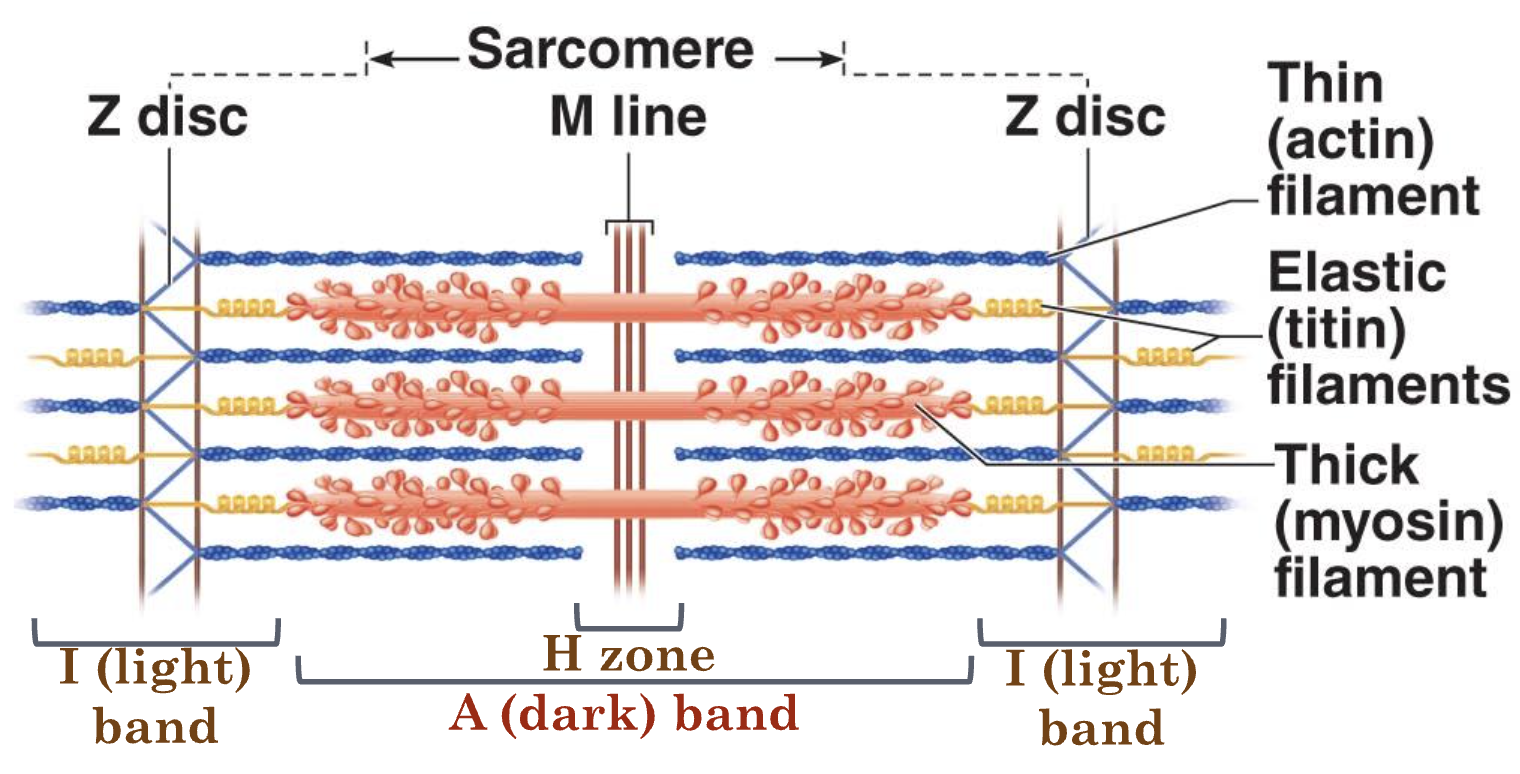 <p>Z discs, I band, A band, H zone, M line</p>