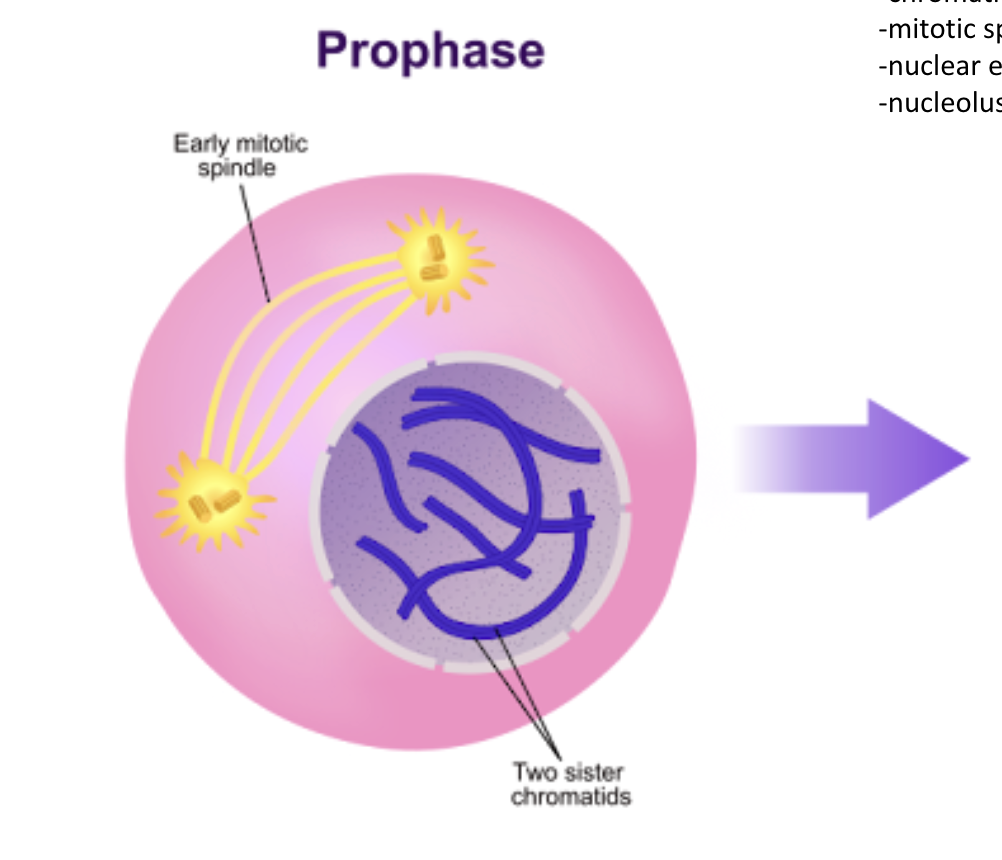 <ul><li><p><span style="background-color: transparent;"><span>chromatids condense</span></span></p></li><li><p><span style="background-color: transparent;"><span>mitotic spindle forms</span></span></p></li><li><p><span style="background-color: transparent;"><span>nuclear envelope breaks</span></span></p></li><li><p><span style="background-color: transparent;"><span>nucleolus gone</span></span></p></li></ul><p></p>