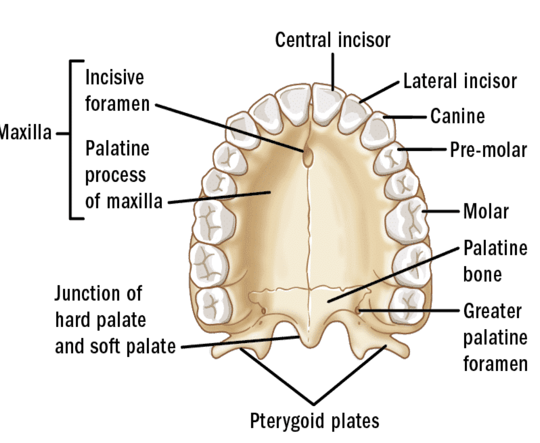 <ul><li><p>incisive foramen (nasopalatine nerve)</p></li><li><p>greater foramen</p></li><li><p>lesser foramen</p></li></ul><p></p>