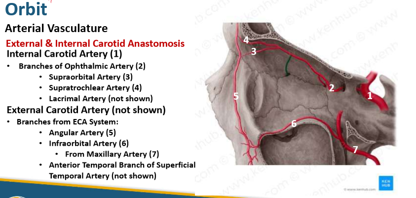 <p>ICA</p><ul><li><p>Supraorbital A</p></li><li><p>Supratrochlear A</p></li><li><p>Lacrimal A</p></li></ul><p>ECA</p><ul><li><p>Angular A</p></li><li><p>Infraorbital A</p></li><li><p>Anterior Temporal Branch of Superficial Temporal A. </p></li></ul><p></p>