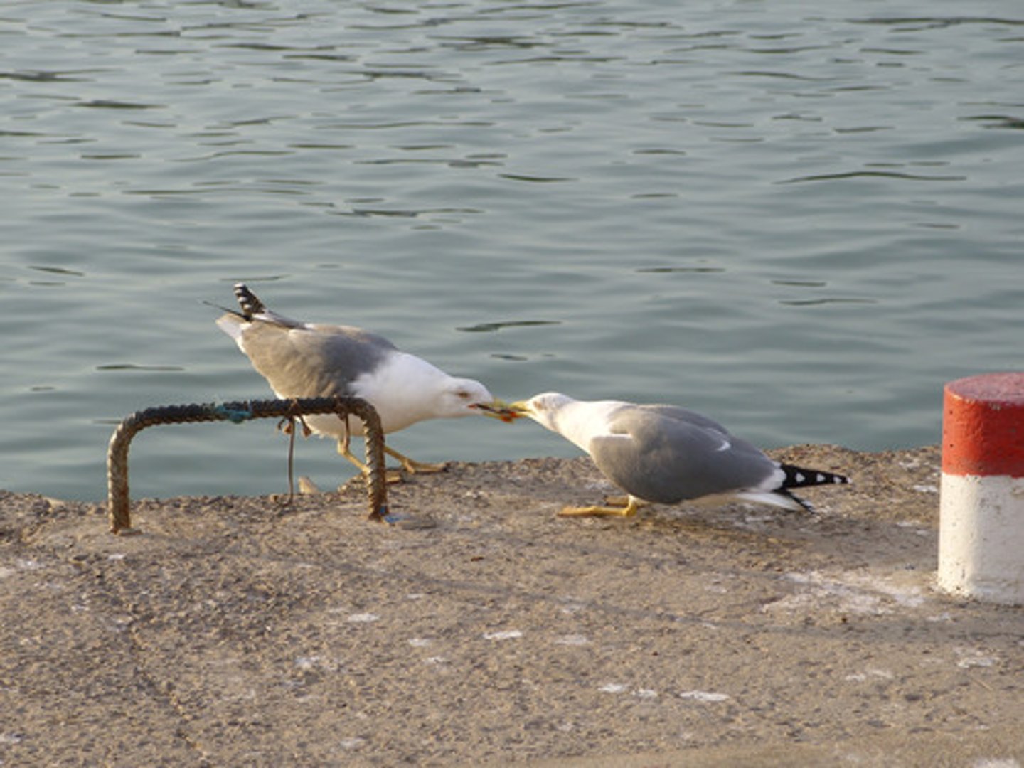 <p>Competition between individuals of the same species</p><p>- A population in the absence of another species</p><p>- Ex. Cat vs. cat trying to eat the same food</p>