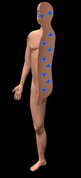 <p>Further from the skin’s surface </p>